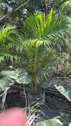 Areca Palm - 7 Gallons