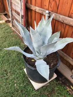 Agave blue