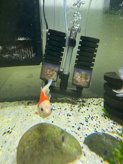 Ranchus and Orandas