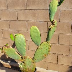 Cactus Plant