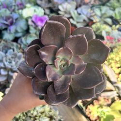 4” Succulents At $4 Each 