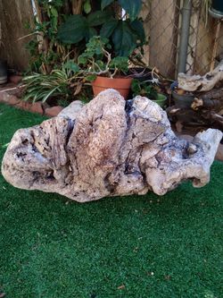 Unique driftwood tree stump
