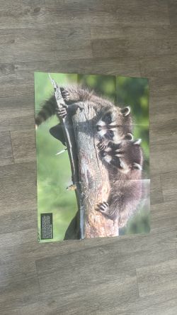 Raccoon poster