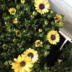 Flowers And Veggies Plants