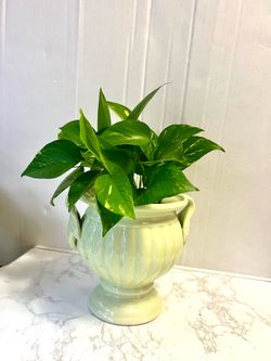 Pathos plant 🪴