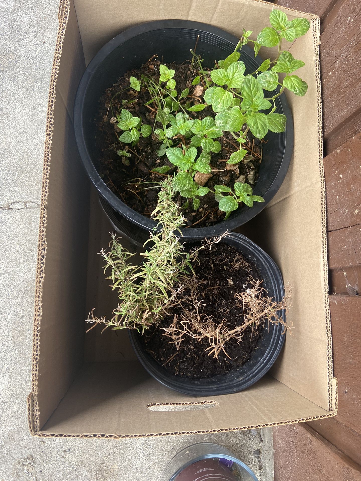 Mint Plants