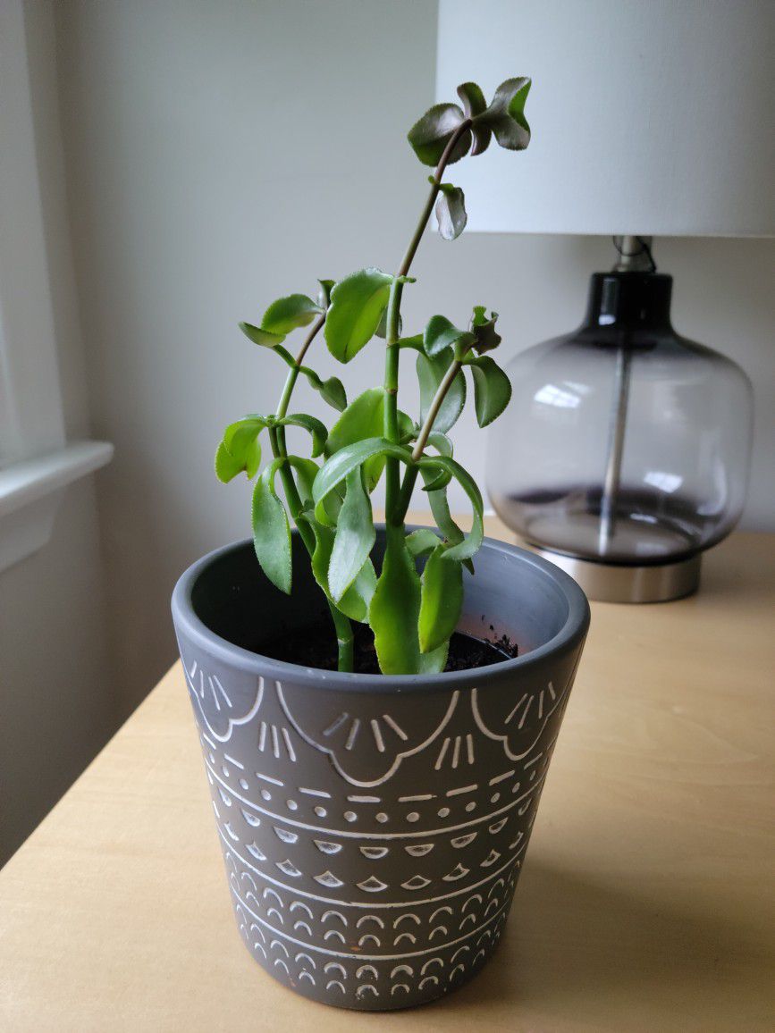 Small Healthy Plant And Pot