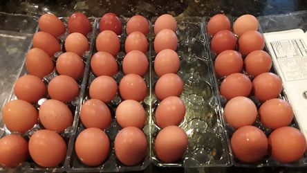 Fresh organic brown Eggs. FREE DELIVERY IF YOU BUY 3 DOZEN OR MORE.