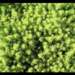 Lime Green Sedum Ground Cover Perennial Plants (Please Read Description  Below)