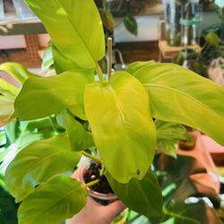 Philodendron Golden Goddess for Sale – $10 (Firm)  [ Houseplant - Indoor plant - Potted plant -  Live plant - Plant sale - Plant 
