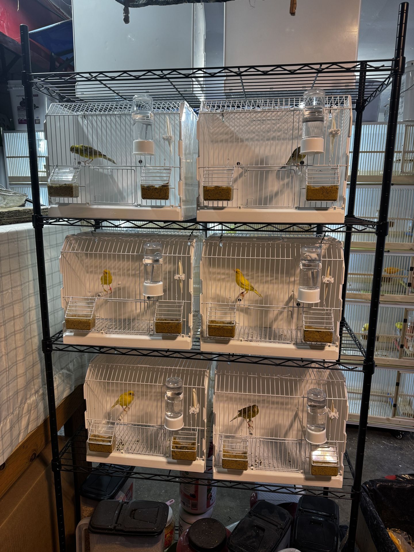 bird cage training singger