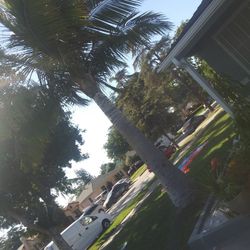 Palmt Tree