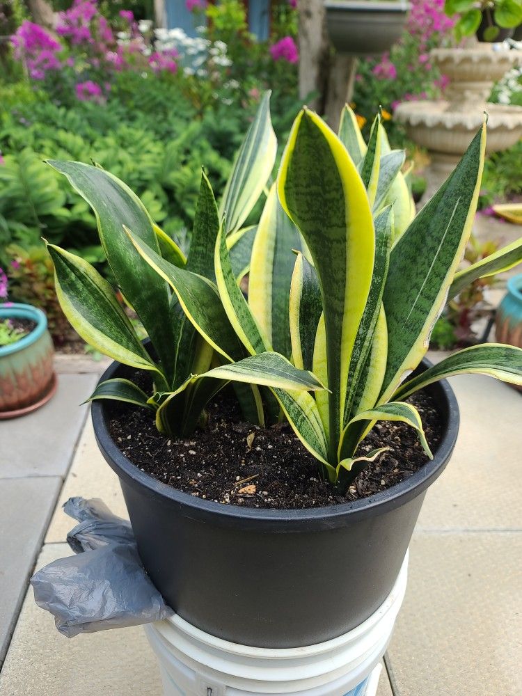Sansevieria Snake Plant