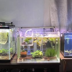 Tank Decorations