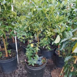 Key Lime Tree