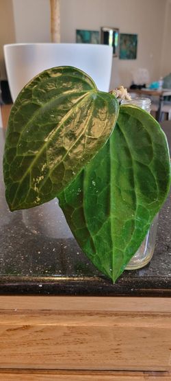 Hoya Latifolia (Mt Rimau) Plant Cuttings