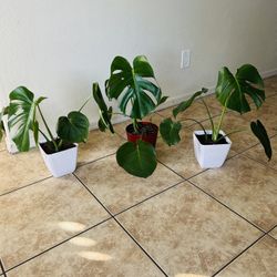 Plants for sale 15 each 