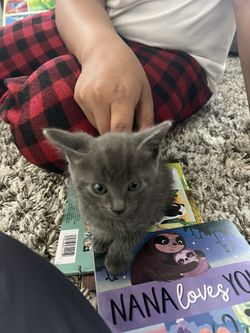 FREE To A Good Home