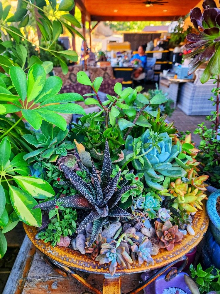 Succulents