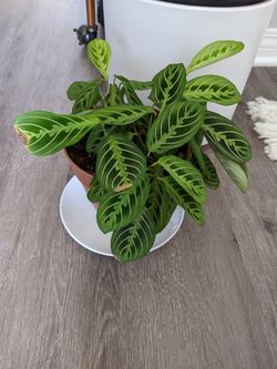 Lemon Lime Maranta Prayer Plant