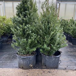 Shrubs for Sale
