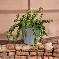 Elephant Bush  Plant 