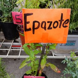 Epazote 