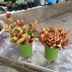 Fire camp succulent plants