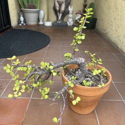 Bonsai Succulent Plant