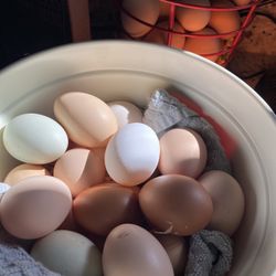 Fresh Chicken Eggs