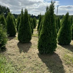 Privacy Tree Sale FREE DELIVERY! Emerald Green & Green Giants 