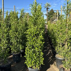 Ficus Nitida Privacy Hedge