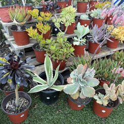 Variety Of Succulents Plants 