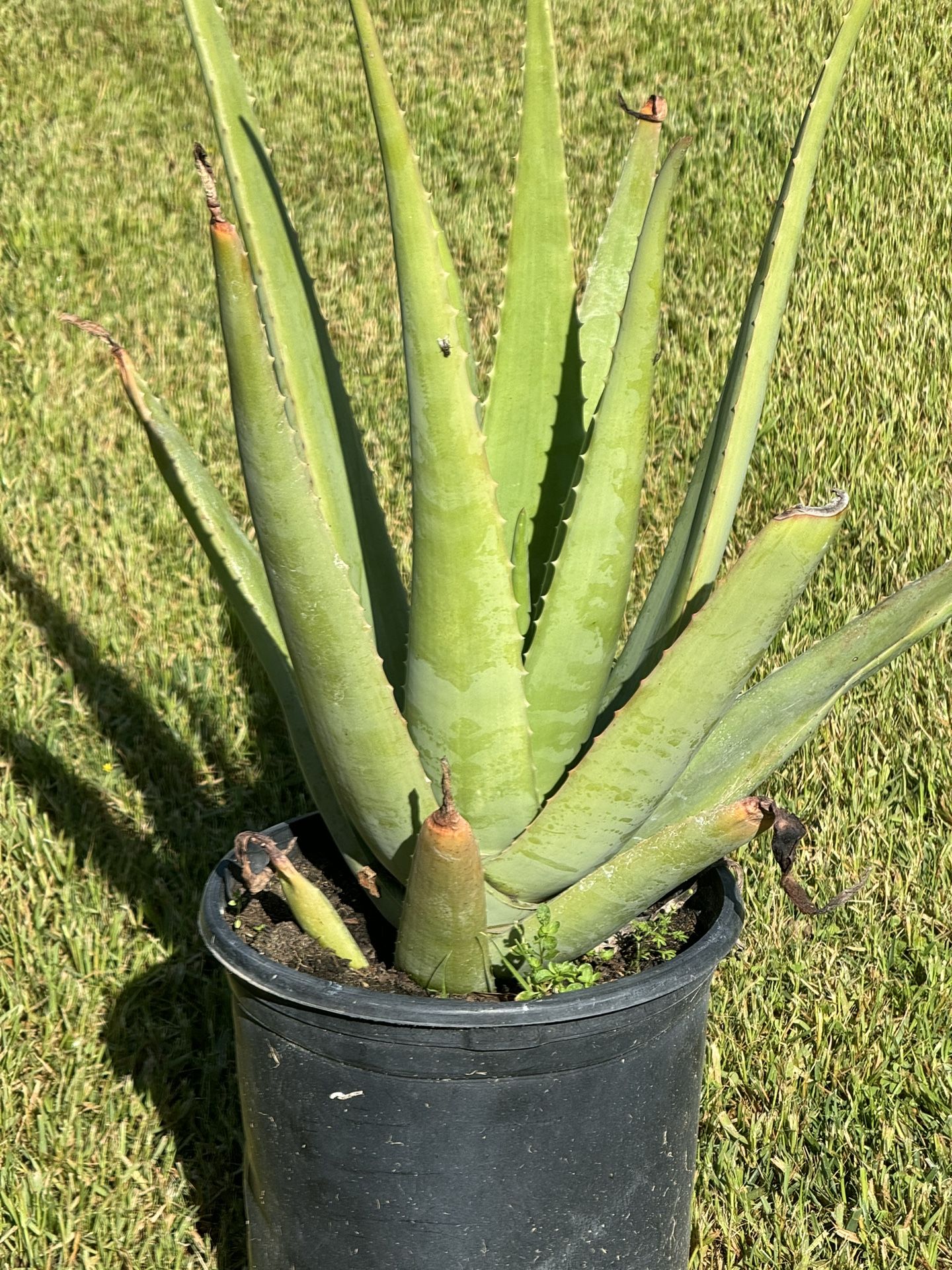Big Plant Aloe 