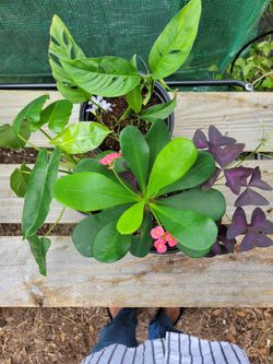 One Burle Marx ,1 Crown Of Thorns And 1 Swess Cheese Plant