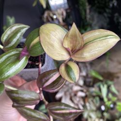 ✨Tradescantia Zebrina Quadricolor✨