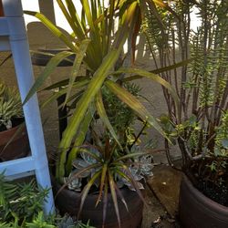 Dracaena with Succulent 