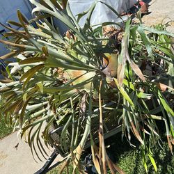 STAGHORN LARGE PLANT