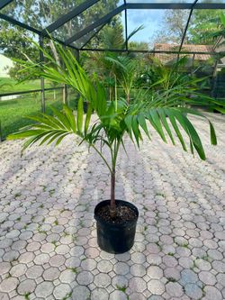 christmas palm adonidia merrillii (7 gallon)
