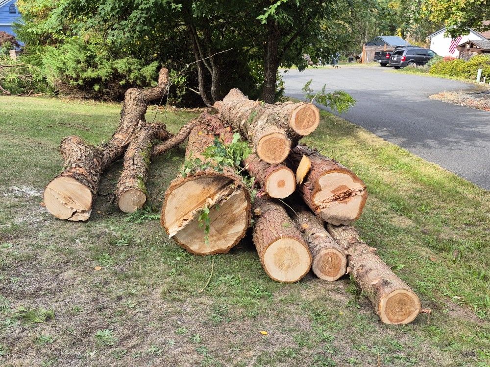 Cedar Logs