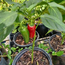 Jalapeno Pepper Plant