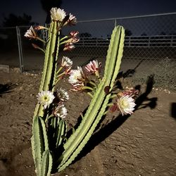 Cactus plants for sale