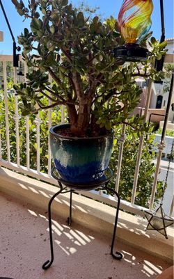 Potted Jade Plant 25 yr old Crassula Ovata Succulent with metal stand