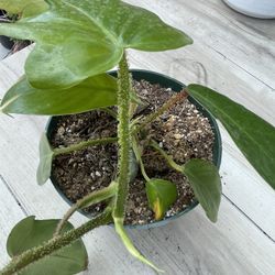 Philodendron Billiatiae Plants