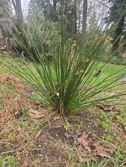 Soft Rush Plant