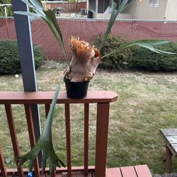 House Plant/ Stag Horn Fern 