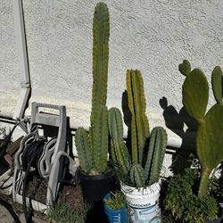 Tengo Plantas De Pitallo Blanco Grandes  Listo Para Plantarce En El Piso 