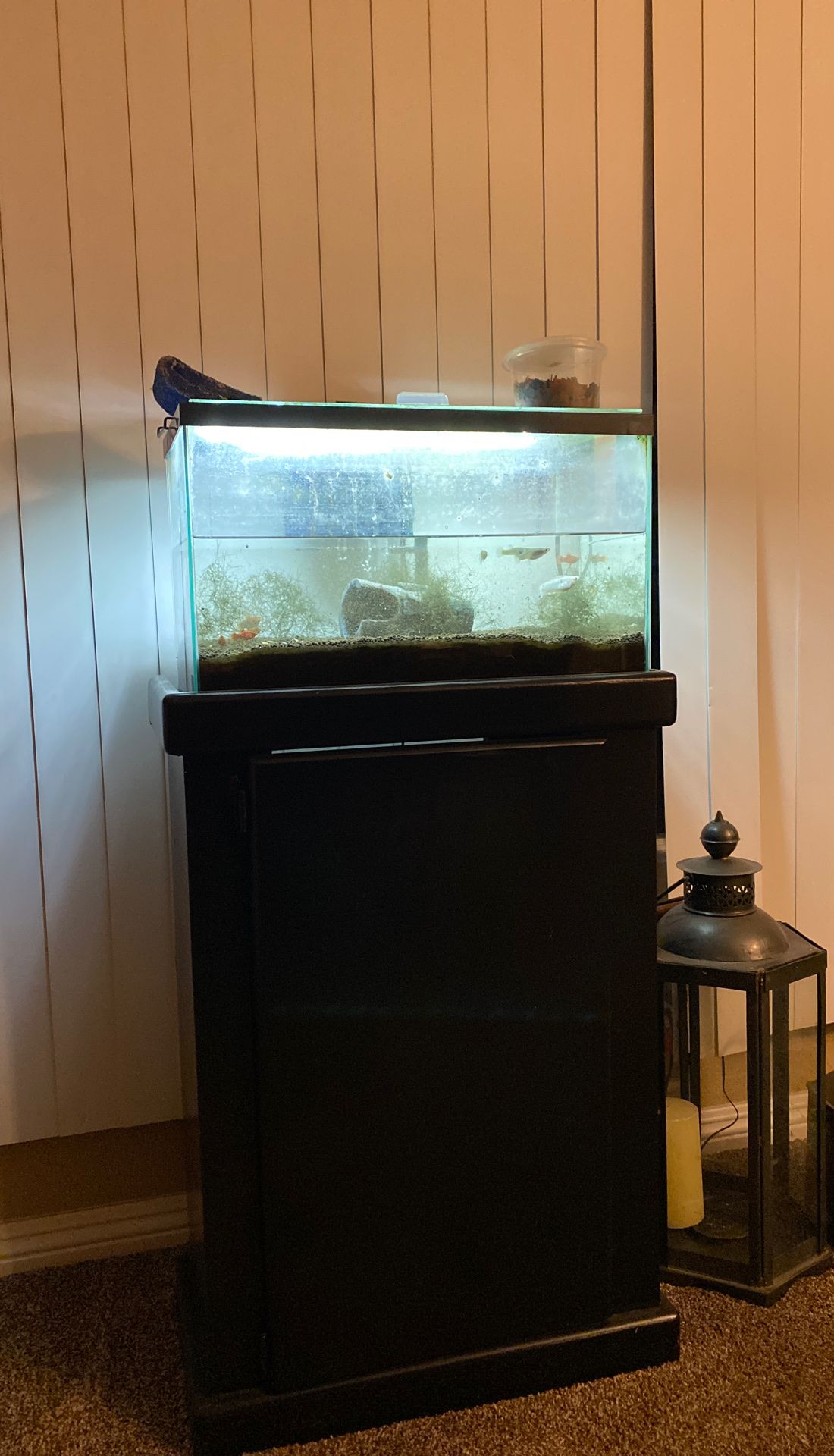 Free Fish Tank and stand