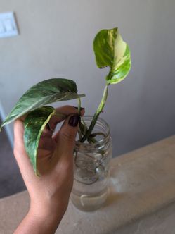Epipremnum Pinnatum Albo