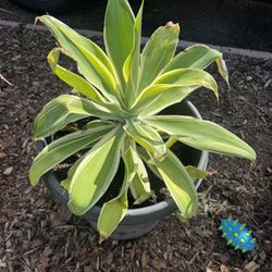 2 15 gallon Variegated Foxtail Agave